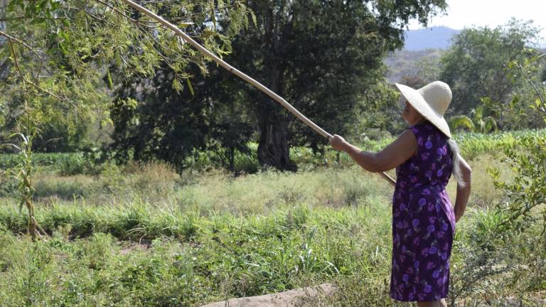 Guamúchil, la fruta silvestre que sostiene a muchas familias