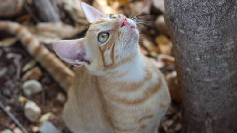 En Castillo, Navolato, habrá jornada de esterilización de perros y gatos