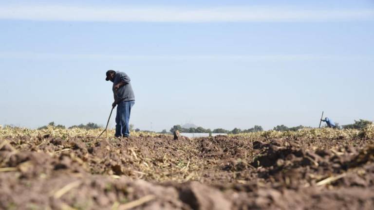 Exhortan a los agricultores que respeten el reglamento y no quemen soca.