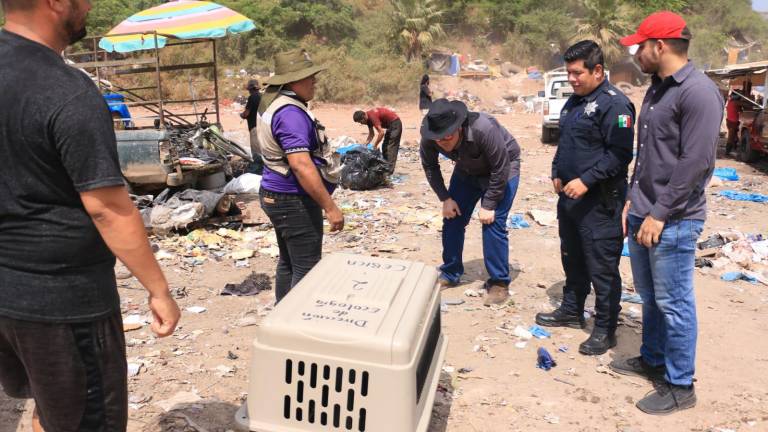 Realizan el rescate de cinco de los más de 200 perros abandonados que están en el basurón de Mazatlán.