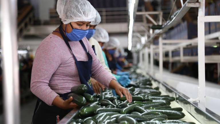 Durante el segundo trimestre de México las actividades relacionadas con el campo han tenido un menor crecimiento.