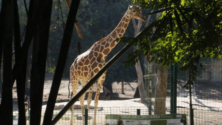 En el Zoológico de Culiacán solo está una jirafa, de las dos que tenía hasta hace unos meses.