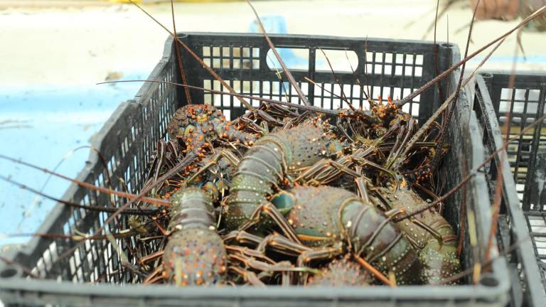 Comienza la pesca de langosta en Playa Norte, en Mazatlán