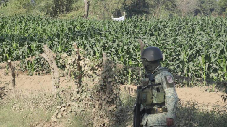 Cuatro hombres fueron encontrados asesinados en la comunidad de El Walamo, al sur de Mazatlán.