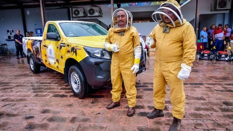 Más de 20 millones de abejas y avispas se han rescatado en Mazatlán, reporta Ecología