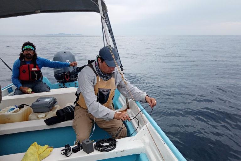 $!El biólogo Héctor Pérez Puig (derecha) y el capitán de embarcación Cosme Becerra, durante una jornada de monitoreo. Pérez introduce el hidrófono para grabar a un grupo de delfines comunes de rostro largo (Delphinus capensis).