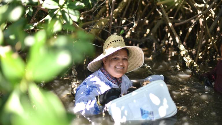 Destaca el documental ‘Té de agua salada’ la labor de las almejeras sinaloenses