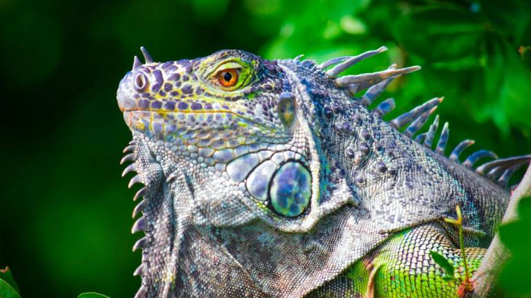 El Santuario de Iguanas busca promover la conservación y el respeto por la vida silvestre.