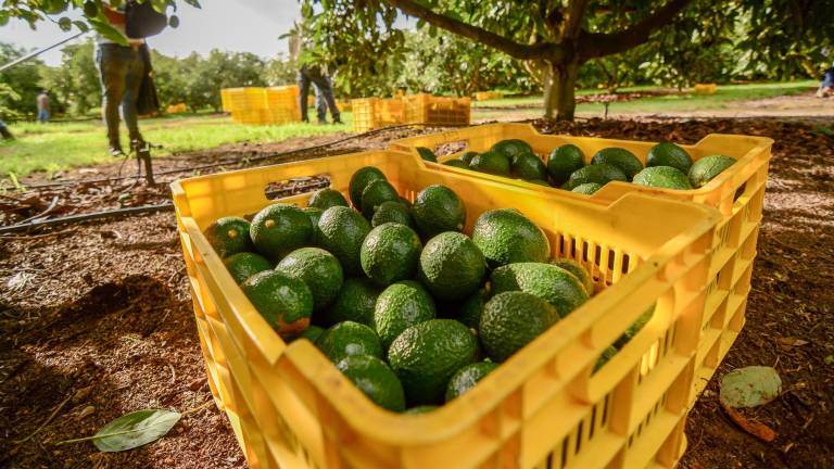 El aguacate fue uno de los productos que en el mes de abril registraron un aumento en sus precios.