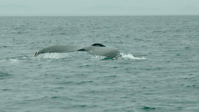 Algunos ejemplares de ballenas jorobadas se dejaron observar en las costas de Mazatlán.