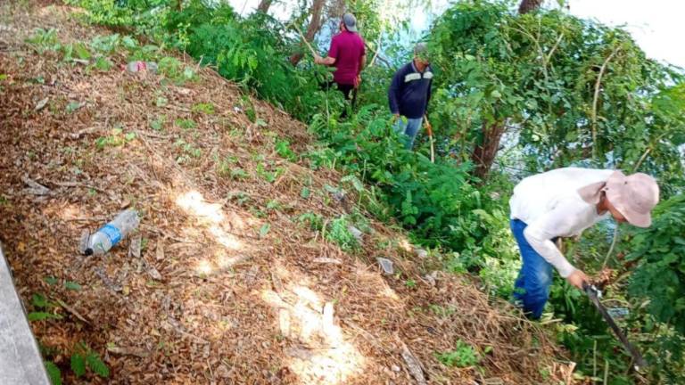 Limpian Laguna del Iguanero para evitar criaderos de mosco del dengue, en Rosario