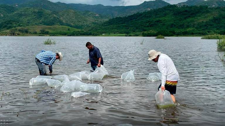 Siembran alevines de tilapia en la presa Agustina Ramírez ‘El Peñón’