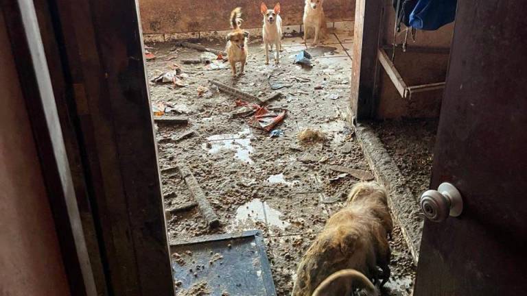 En una vivienda del Centro de Mazatlán se rescataron 27 perros que estaban en completo abandono.