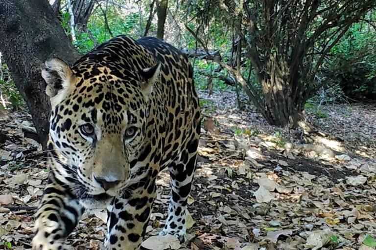 El jaguar se ha convertido en una víctima del narcotráfico en Centroamérica