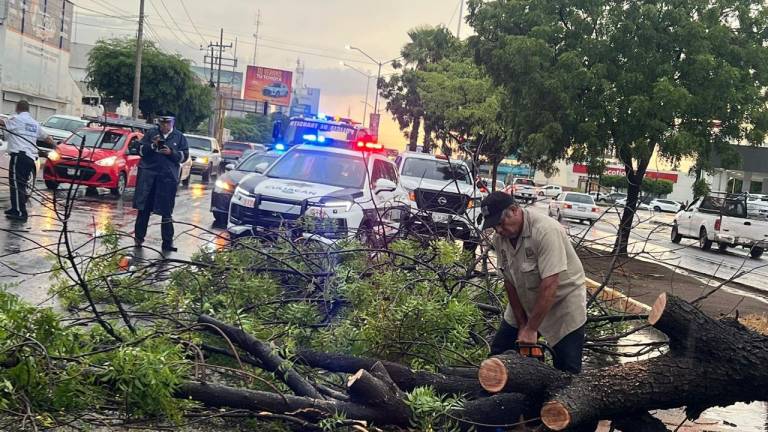 Autoridades realizan limpieza de árboles caídos en Las Quintas.