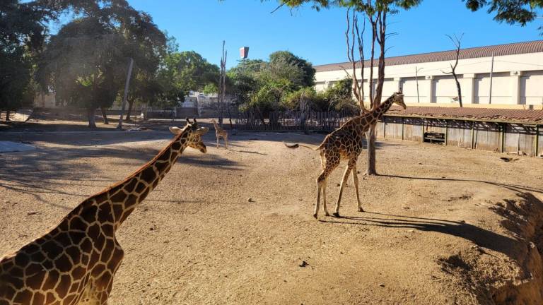 Hasta el año pasado, en el Zoológico de Culiacán había tres jirafas.