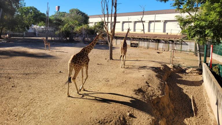 Hasta hace unos meses, el Zoológico de Culiacán contaba con tres jirafas.