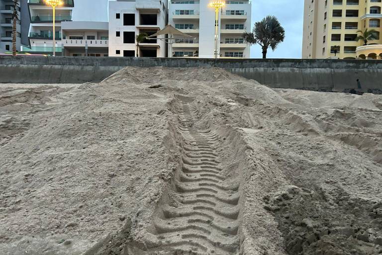 Sepultan a ballena que apareció muerta en playa de Mazatlán