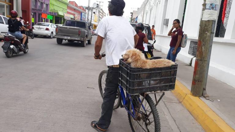 La bicicleta en Escuinapa es un medio de transporte usado desde finales del siglo 19.