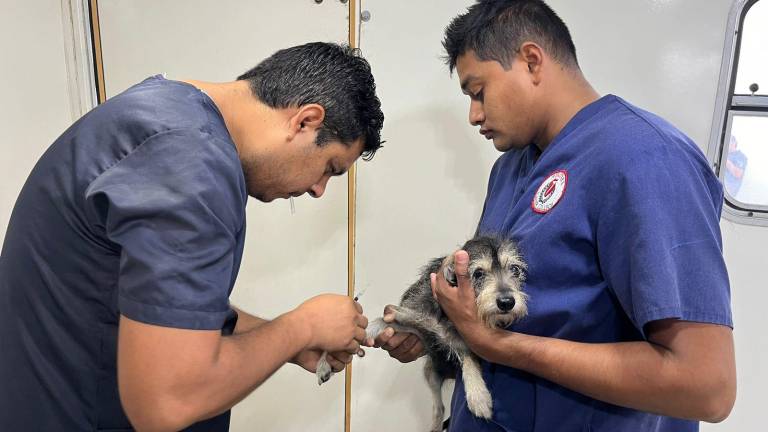 Implementa en Rosario jornada de esterilización de mascotas