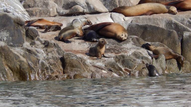 Nochebuena, una loba marina juvenil enredada en una red de nylon, en la isla San Jorge, Sonora.