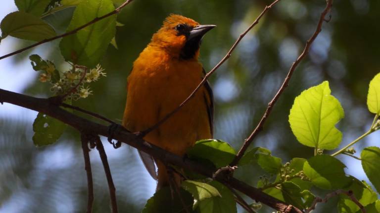 Diversas especies de aves llegan de paso al Jardín Botánico Culiacán y el Parque Ecológico.