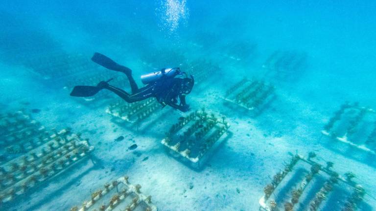 Buzo restaurador en tareas de mantenimiento del vivero de corales de Efecto Arena.