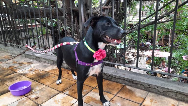 “Sol” esperó la mañana de este domingo una familia que la adoptara en Mazatlán.