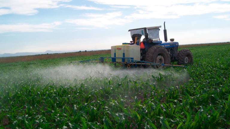 Hacer de la soberanía alimentaria el eje rector de la política para el campo y garantizar la autosuficiencia de maíz blanco libre de transgénicos, uno de los compromisos.