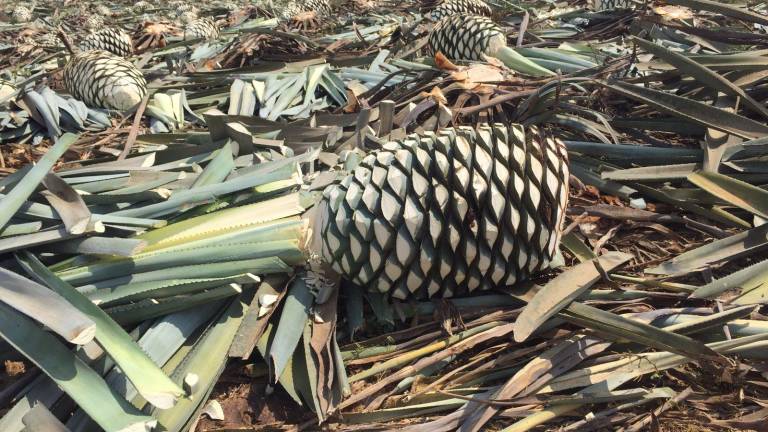 En Culiacán y municipios del sur de Sinaloa se siembra y cultiva la planta del agave.