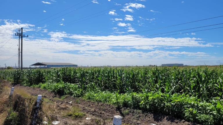 El próximo ciclo agrícola en Sinaloa dependerá de la cantidad de lluvia que se registre en la temporada.