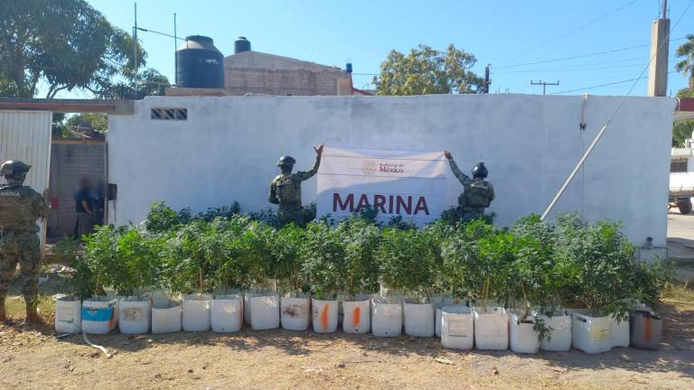 En un domicilio de La Cruz de Elota la FGR y la Marina aseguraron macetas con plantas de mariguana.