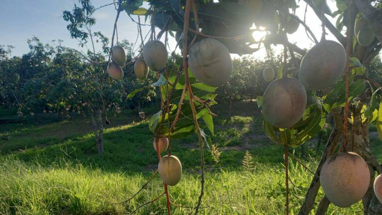 Lluvias podrían hacer aumentar las tallas del mango en Escuinapa