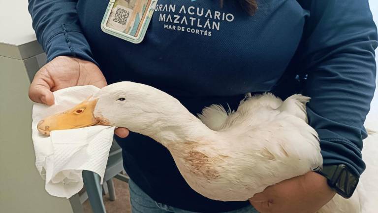 El Hospital de la Fauna del Gran Acuario Mazatlán Mar de Cortés es un refugio para el rescate y rehabilitación de cientos de ejemplares de diferentes especies.