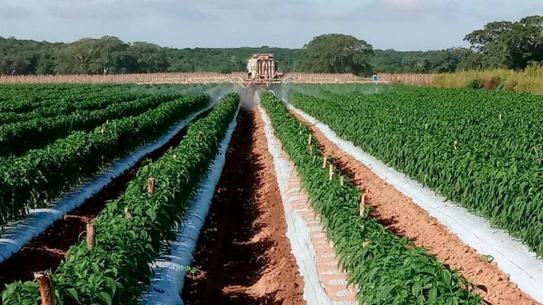 El carbono del suelo es fundamental para mantener la estructura, la capacidad de retención de agua y los nutrientes de nuestros suelos.