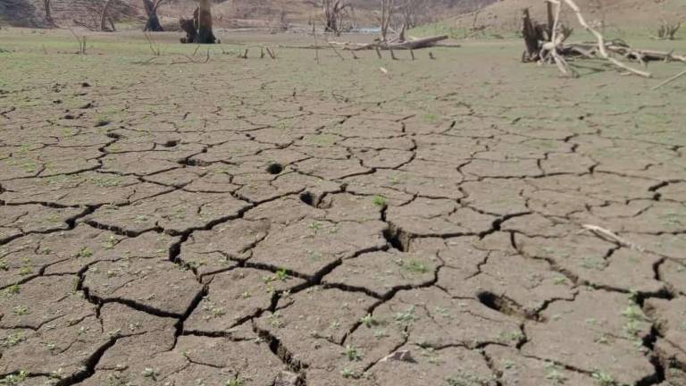 La temporada de lluvia vino, terminó y la sequía se quedó en Sinaloa.