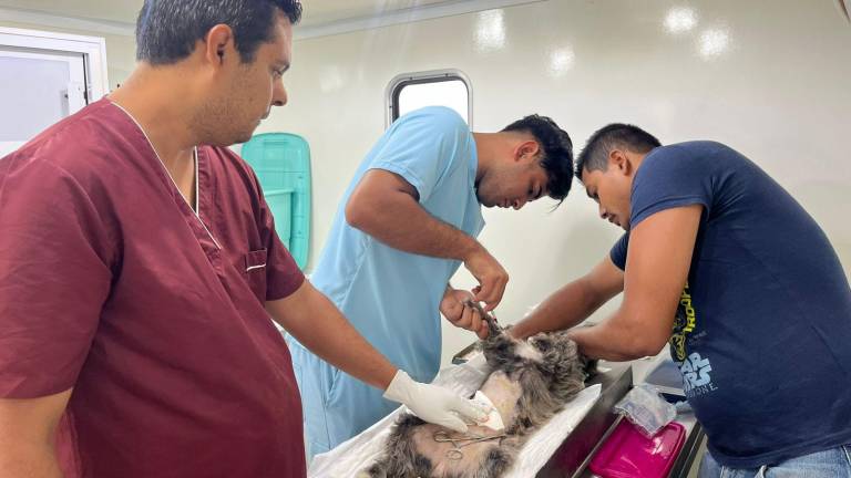 Al menos 20 mascotas fueron esterilizadas durante la nueva jornada realizada por la Dirección de Ecología de Rosario.