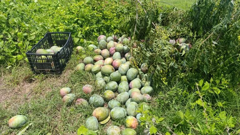 Los centros de acopio de mango no solo se convierten en un problema para los productores en el tema de robo, también en lo que respecta al control sanitario.