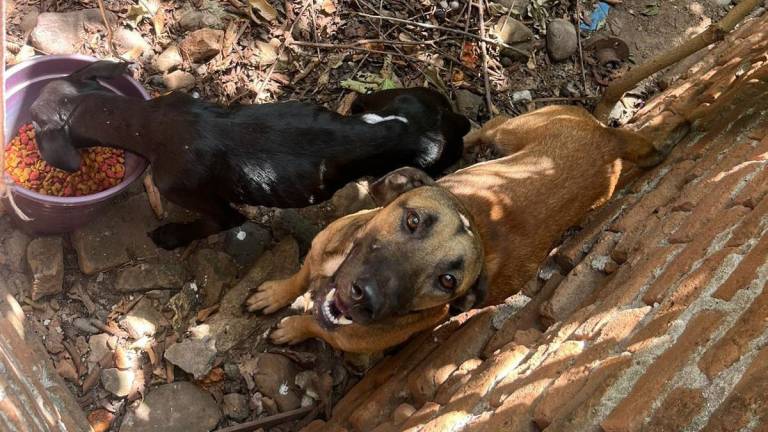 Hay ocho perritos en resguardo por parte de Ecología municipal.