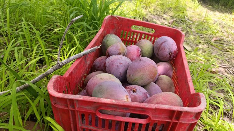 Productores de mango de Escuinapa señalan que hay incertidumbre al no haber claridad en los precios de la fruta.