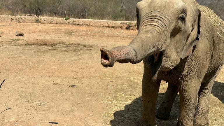 El evento se celebrará el miércoles 19 de julio en el Santuario Ostok, ubicado en el ejido La Campana, a 30 minutos al norte de la capital de Sinaloa.