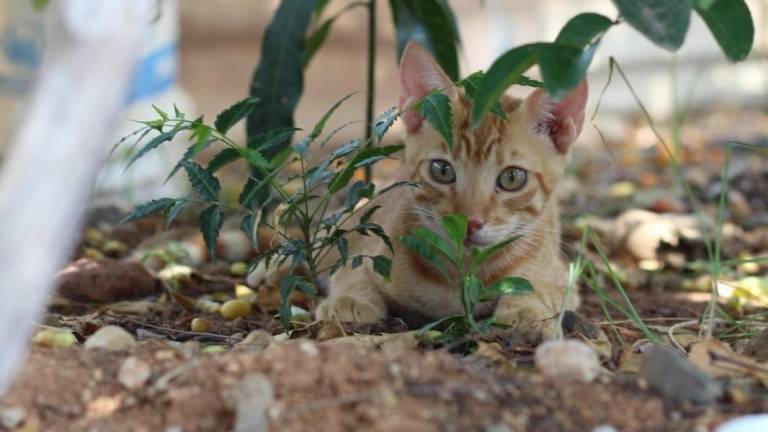 Habrá jornada de esterilización de perros y gatos en Juan José Ríos