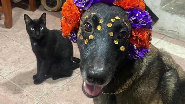 Las mascotas que un día estuvieron a nuestros lados cruzan el umbral de los muertos para estar más de 24 horas con aquella personas con la crearon un vínculo emocional.