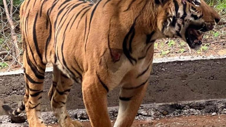 Capturan a tigre de bengala que merodeaba zona de conflicto en Alta Rosa, en municipio de Elota