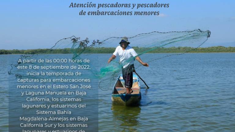 En una semana, inician capturas de camarón en esteros de Sinaloa; para el 22, comienzan los barcos