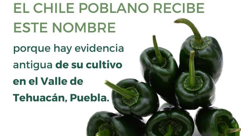 Es Sinaloa segundo lugar en chile poblano: Agricultura