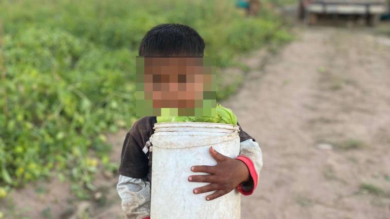 Los menores pasarán este Día del Niño trabajando junto a sus papás en los surcos del valle agrícola de Escuinapa.