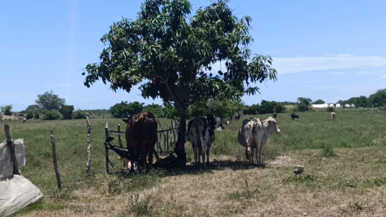 El Gobierno de Sinaloa mantiene una campaña para controlar la brucelosis en el ganado.