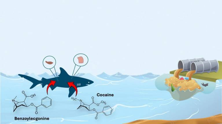 Se trata del primer estudio que muestra los niveles de cocaína y benzoilecgonina en tiburones en libertad.