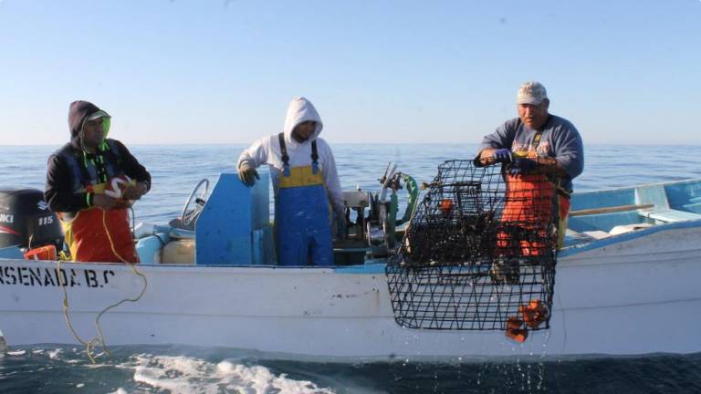 Captura de langosta en Ensenada, Baja California.